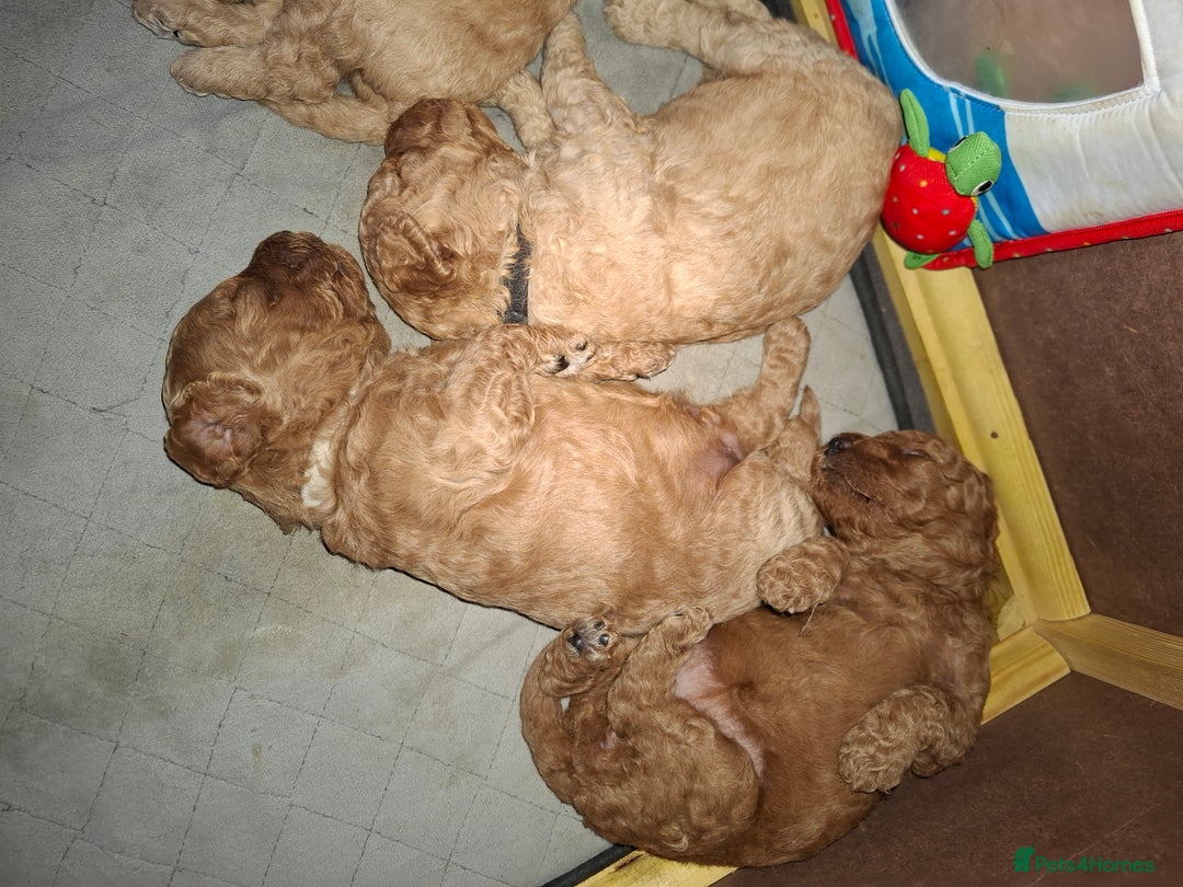 Cavapoo dogs for sale: Amazing Cavapoo's 🐶❤️ - Image 28
