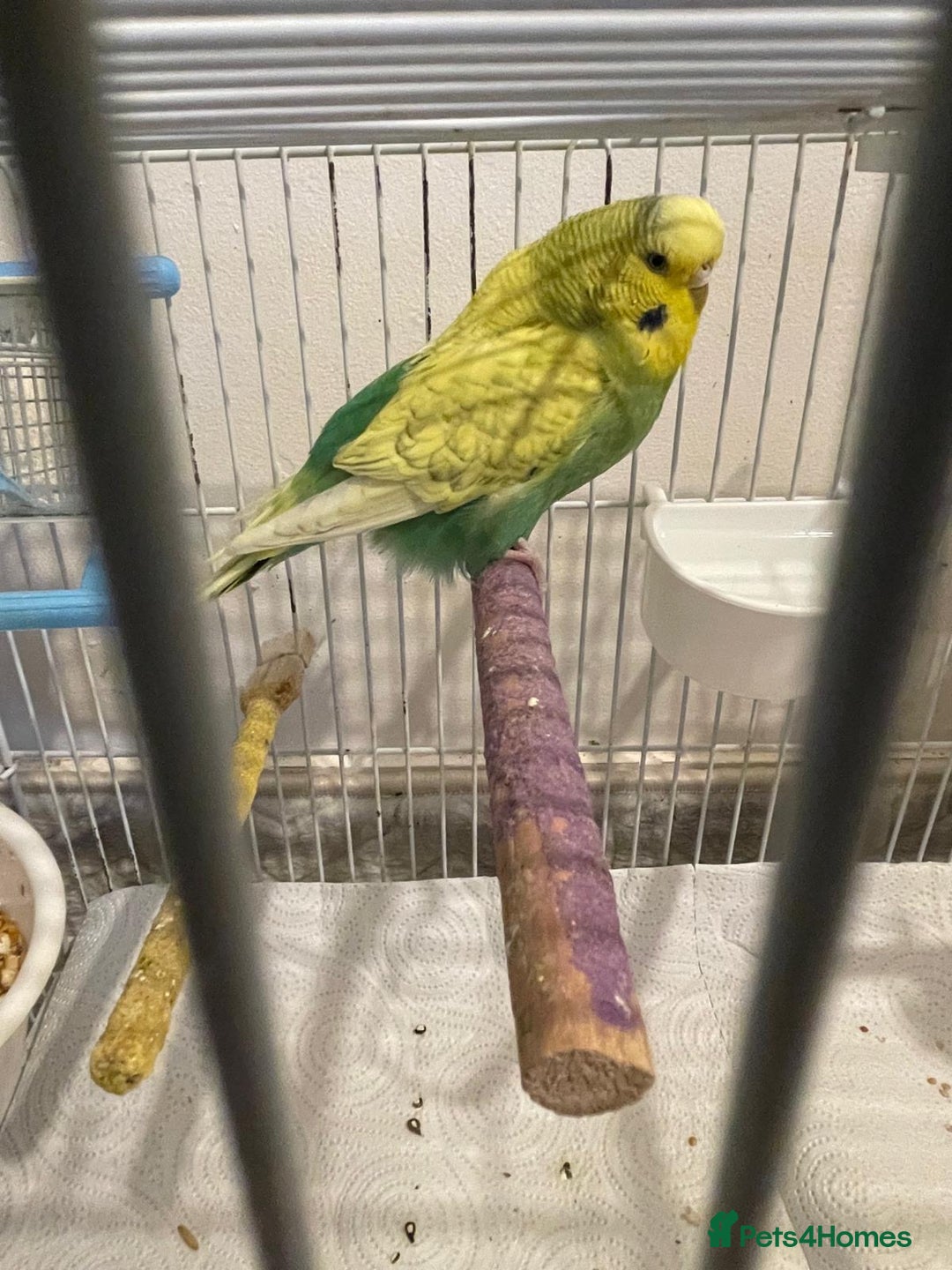 Budgerigars birds for sale: BABY BUDGIES FOR SALE  - Advert 5