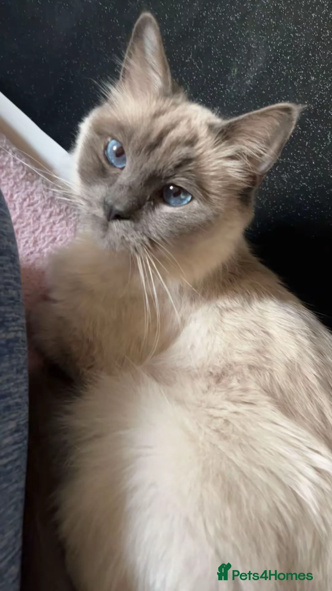 Ragdoll cats for sale: Purebred Ragdoll cat, fully trained in Oldham - Advert 1