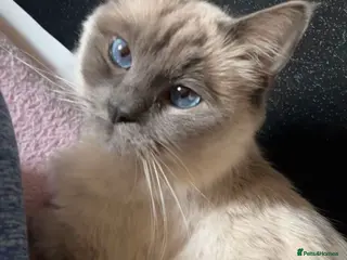 Ragdoll cats Purebred Ragdoll cat, fully trained in Oldham - Advert 1