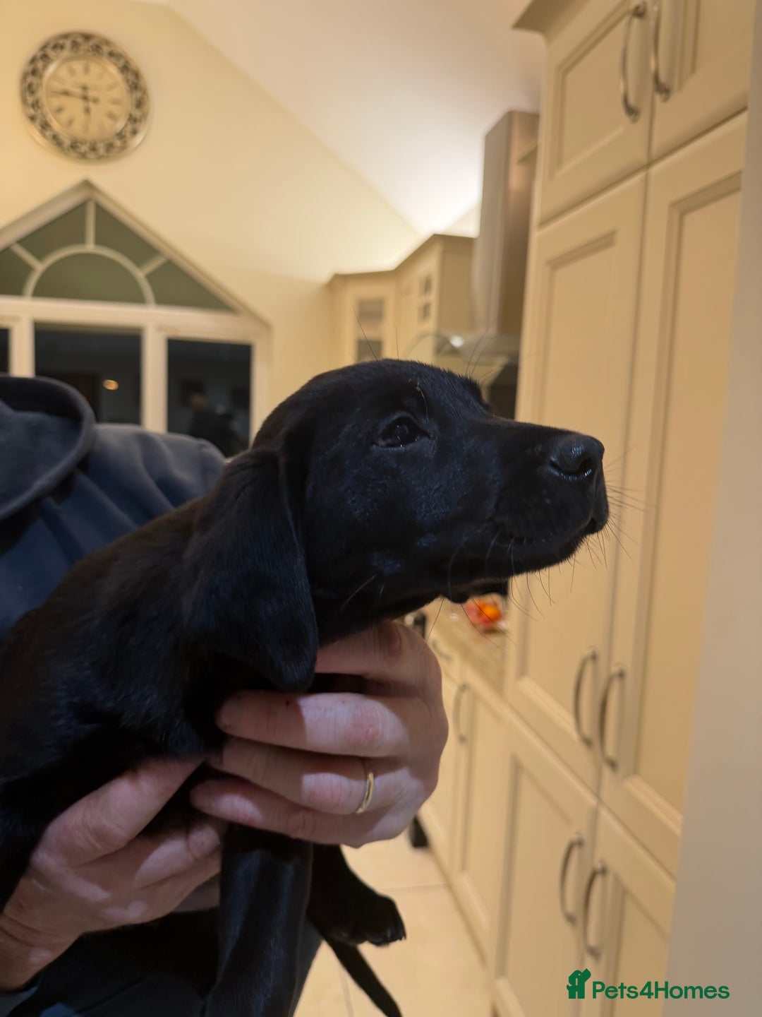 Labrador Retriever dogs for sale: Labrador Pups  - Advert 2