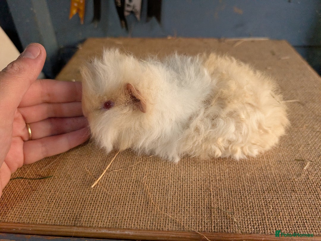 Guinea Pig rodents for sale: Swiss breed baby guinea pigs  - Image 1