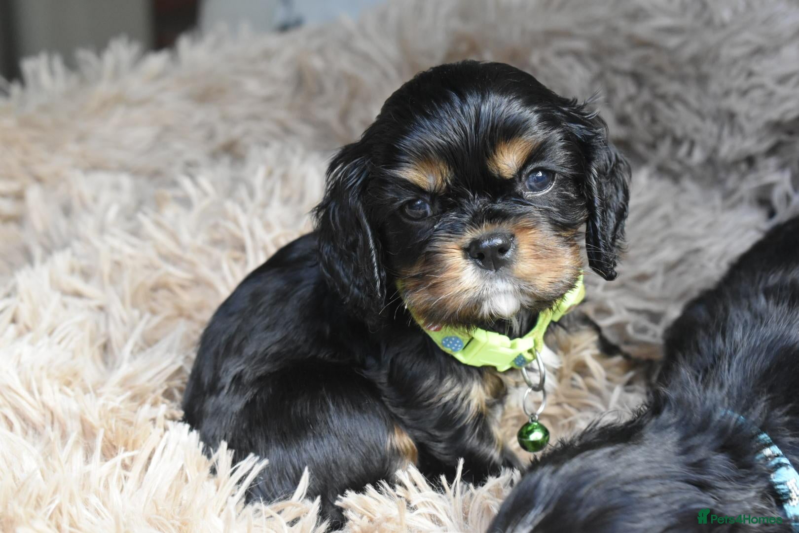 Cavalier King Charles Spaniel dogs Health Tested- Cavalier King Charles Spaniel - Advert 9