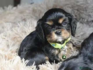 Cavalier King Charles Spaniel dogs Health Tested- Cavalier King Charles Spaniel - Advert 9