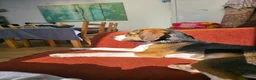 Beagle dogs for sale: Lupin - Beautiful tri-colour Beagle - Advert 7