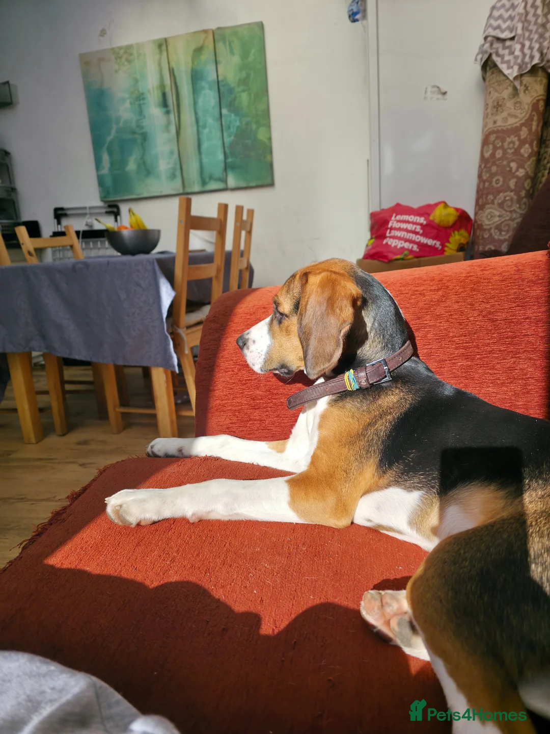 Beagle dogs for sale: Lupin - Beautiful tri-colour Beagle - Advert 7
