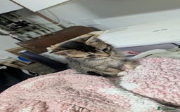 British Shorthair cats for sale: BEAUTIFUL TABBY KITTENS FOR SALE  - Advert 18