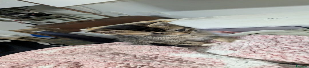 British Shorthair Kitten 2