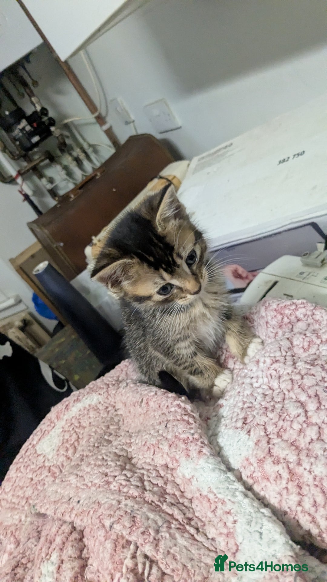 British Shorthair cats for sale: BEAUTIFUL TABBY KITTENS FOR SALE  - Advert 18