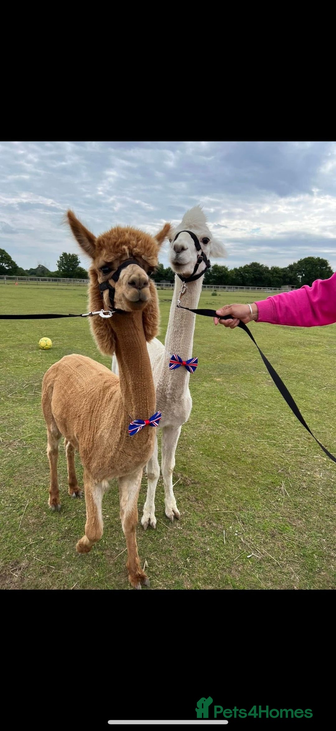 Alpaca livestock for sale: Trekking alpacas BAS registered  - Advert 3