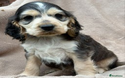 Cocker Spaniel dogs for sale: Show cocker spaniel puppies  - Image 3