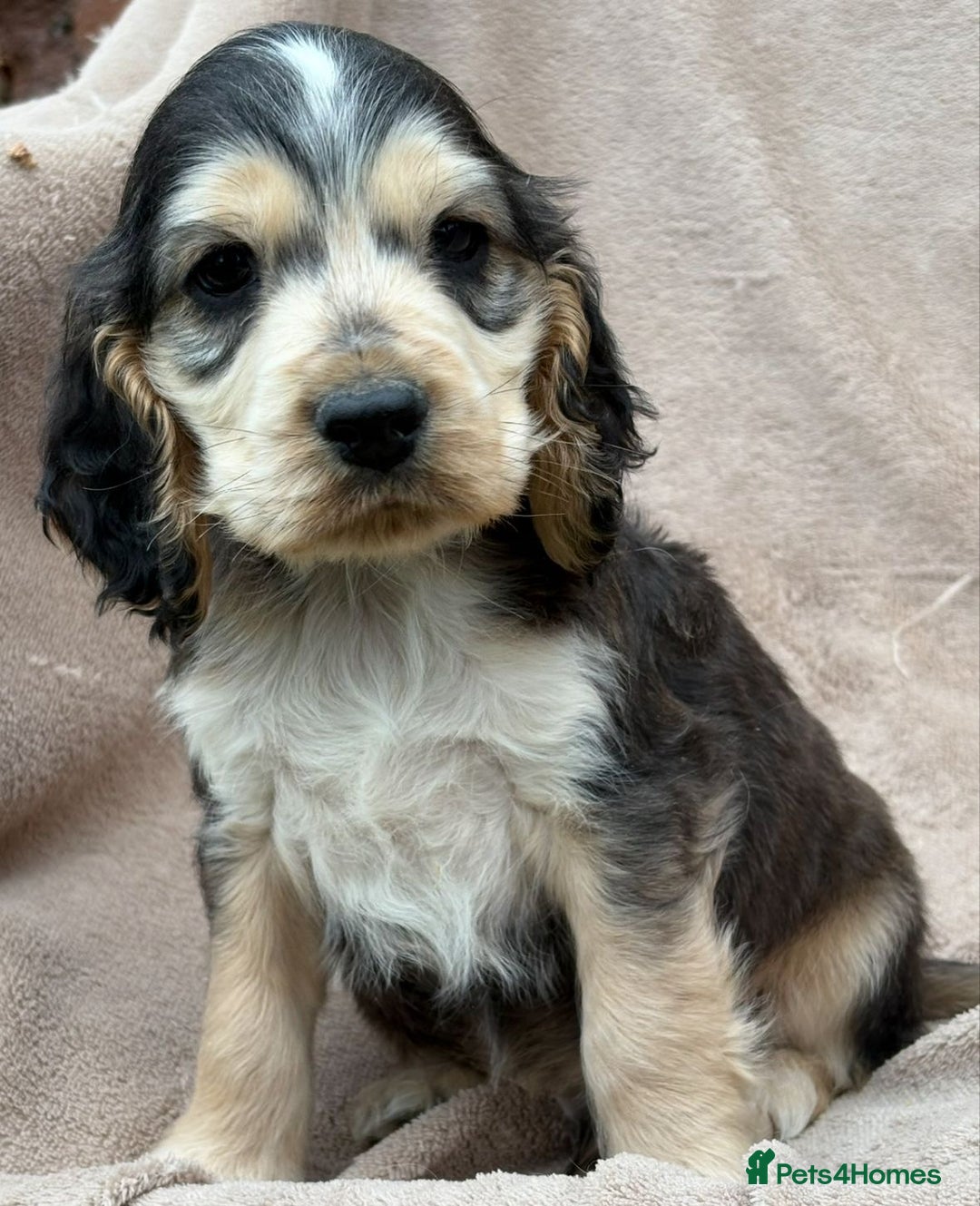 Cocker Spaniel dogs for sale: Show cocker spaniel puppies  - Image 3