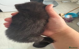Mixed Breed cats for sale: 5 kittens for sale - Image 6