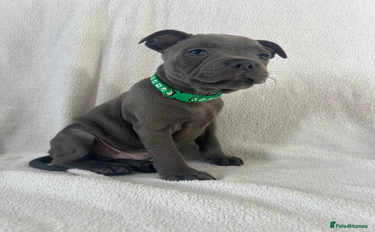 Staffordshire Bull Terrier dogs - Advert 2