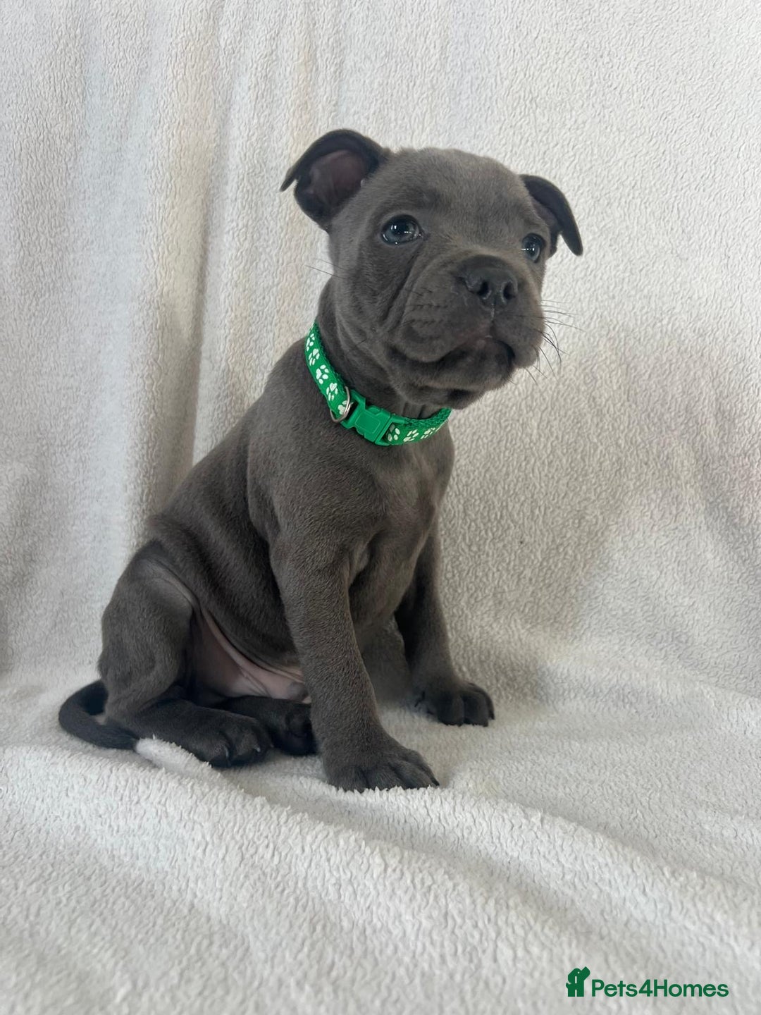 Staffordshire Bull Terrier dogs for sale: 🐾READY TO LEAVE NOW 🐾TOP BLOODLINES BLUE STAFFS - Image 2