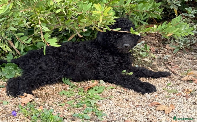 Labradoodle dogs - Advert 2
