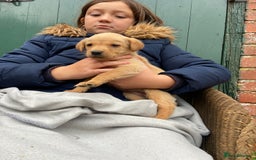 Labrador Retriever dogs for sale: Labrador puppies for sale 🐶 - Image 12