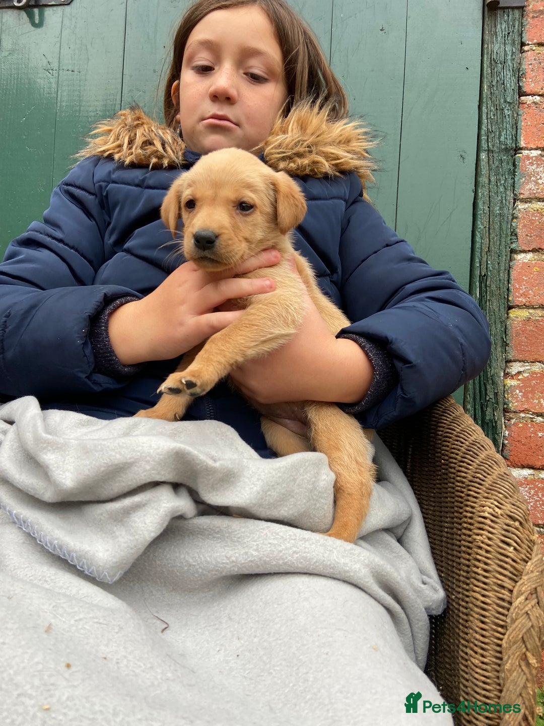 Labrador Retriever dogs for sale: Labrador puppies for sale 🐶 - Image 12