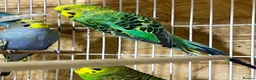 Budgerigars birds for sale: 18 budgies for sale - Advert 3