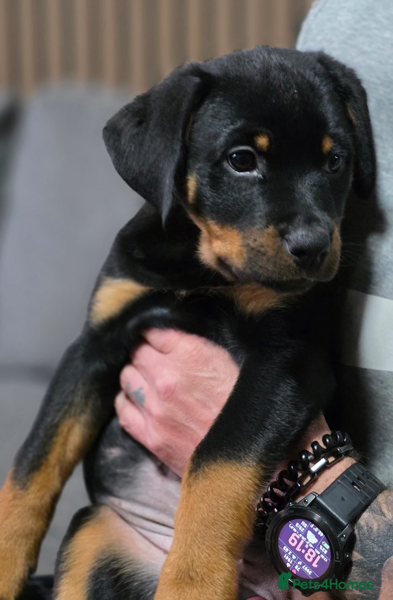 Rottweiler dogs Stunning KC REGISTERED rottweiler pups - Advert 12