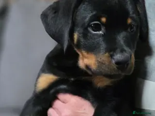 Rottweiler dogs Stunning KC REGISTERED rottweiler pups - Advert 12