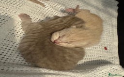 British Shorthair cats for sale: Beautiful bsh kittens  - Image 2