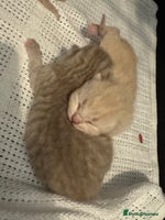 British Shorthair cats - Advert 3