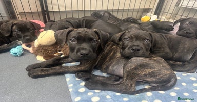 Cane Corso dogs PHOEBE 🧡 LAST GIRL FULLY VACCINATED - Advert 6