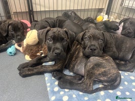 Cane Corso dogs PHOEBE 🧡 LAST GIRL FULLY VACCINATED - Advert 6