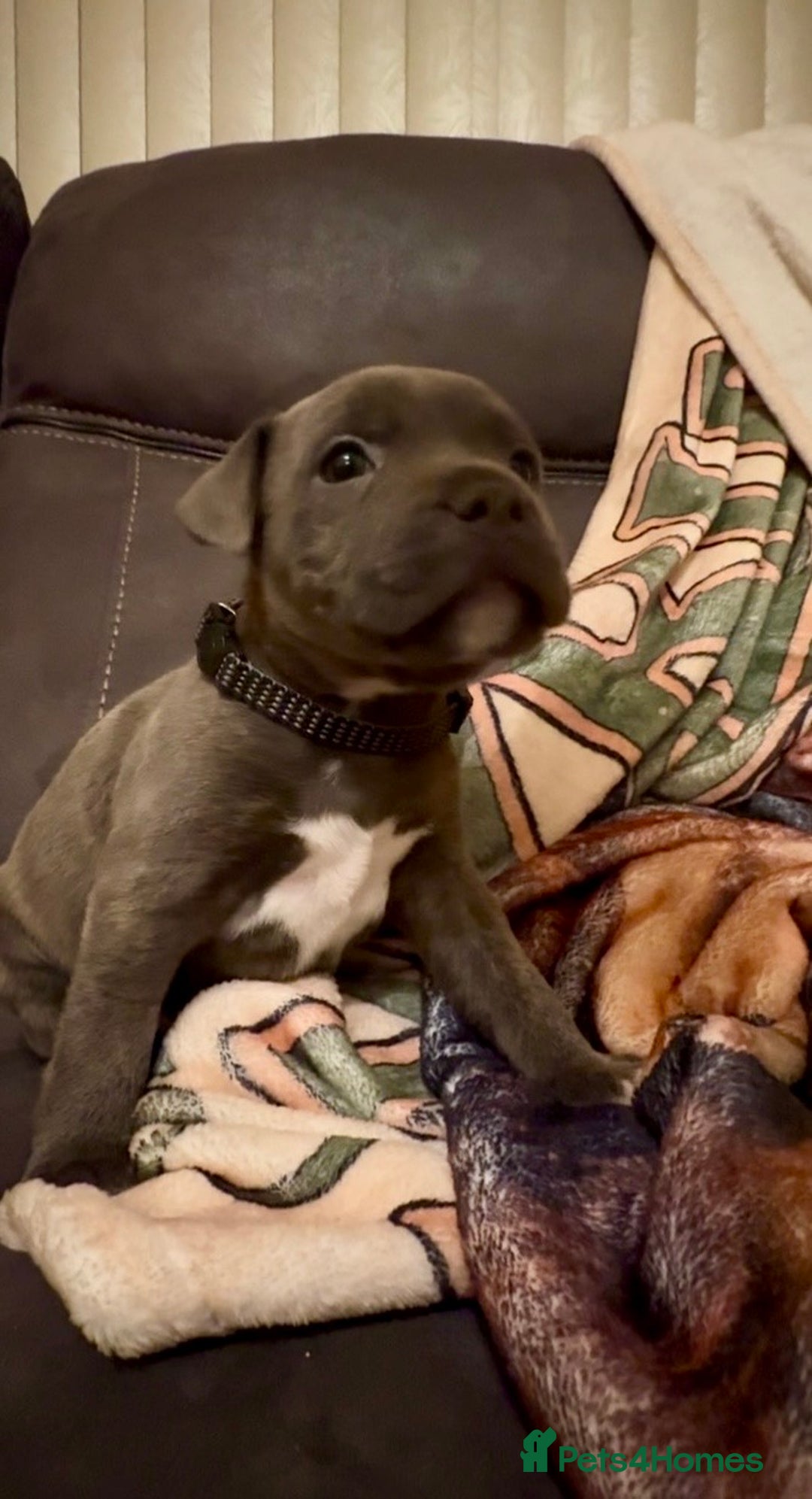 Staffordshire Bull Terrier dogs for sale: 6 Staffordshire pups - Advert 16