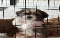 Zuchon dogs for sale: Zuchon pups - Image 12