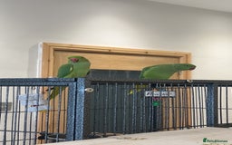 Ringnecks birds for sale: 2 indian ringneck  - Image 2