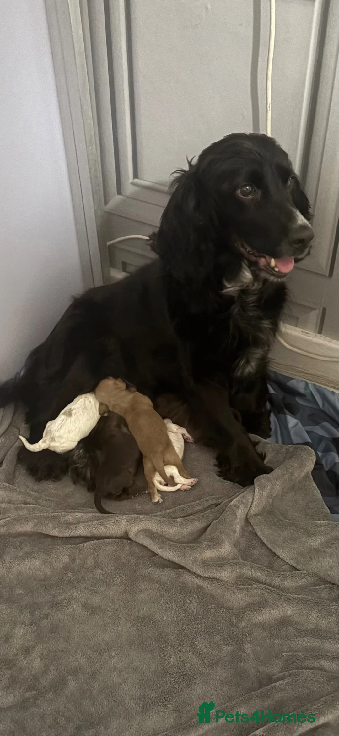 Cockapoo dogs for sale: Stunning cockapoo puppy’s  - Advert 7