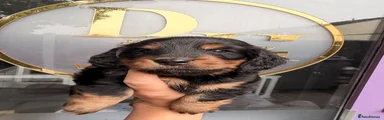 Black long haired 