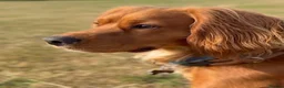 Cocker Spaniel dogs for stud: Working Cocker Spaniel for stud  - Advert 2