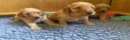 Cockapoo dogs for sale: 🐾 3 Gorgeous Male F1B Apricot Cockapoo Puppies 🐾 in Bournemouth - Advert 16