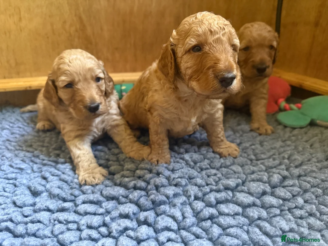 Cockapoo dogs for sale: 🐾 3 Gorgeous Male F1B Apricot Cockapoo Puppies 🐾 in Bournemouth - Advert 16