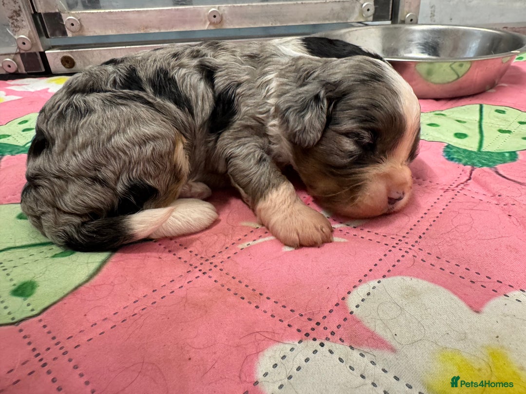 Cavapoo dogs for sale: Cavapoo puppies f1  - Advert 14