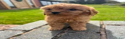 Cavapoo dogs for sale: Special Red F1 Cavapoo Puppies KC Parents DNA Test - Advert 13