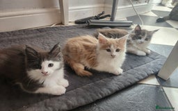 Maine Coon cats for sale: Maine Coon Kittens purebred – READY NOW - Image 1