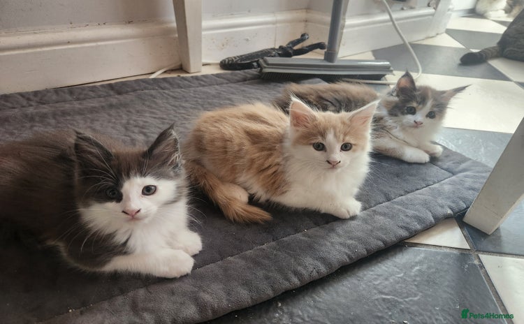 Maine Coon cats - Advert 9