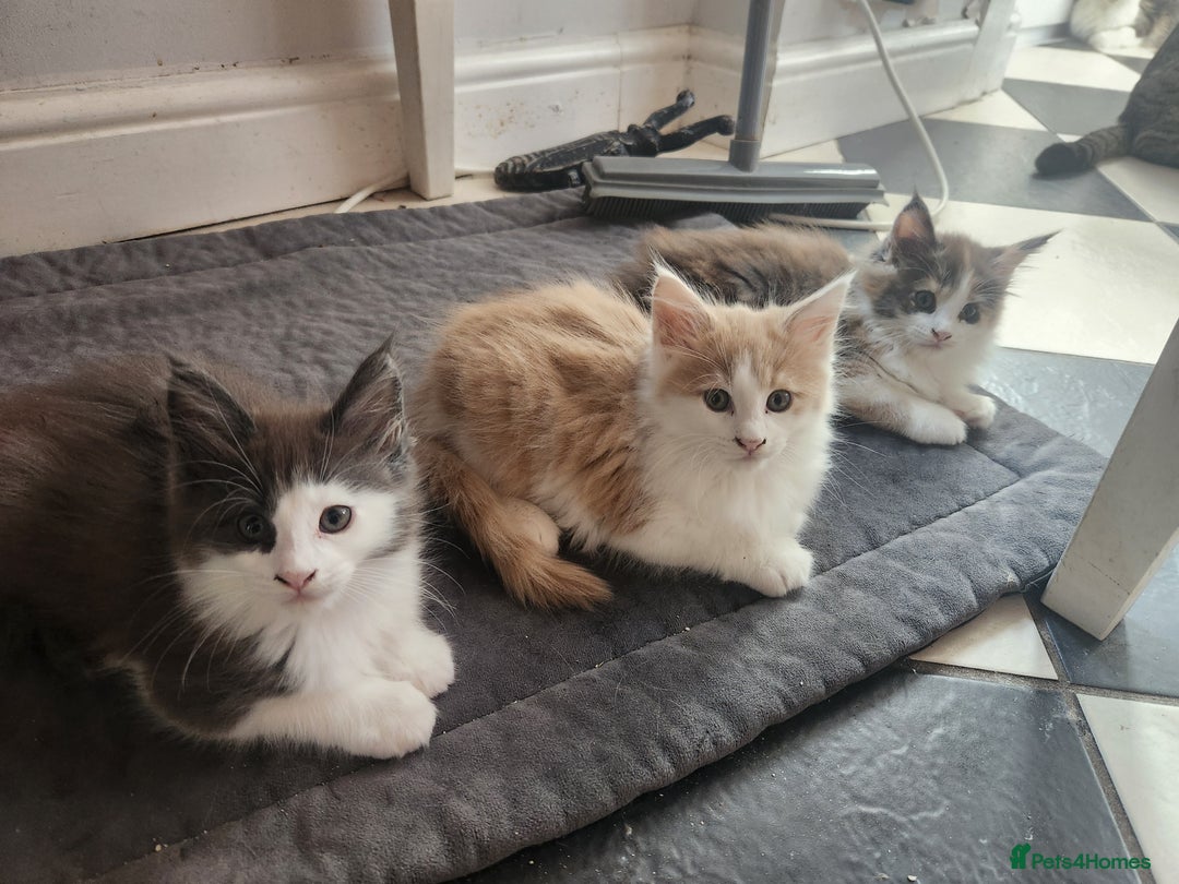 Maine Coon cats for sale: Maine Coon Kittens purebred – READY NOW - Image 1