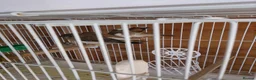 Finches birds for sale: finch  - Advert 3
