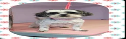 Zuchon dogs for sale: Shishon/zuchon - Advert 1