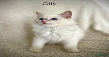 Ragdoll cats - Advert 12
