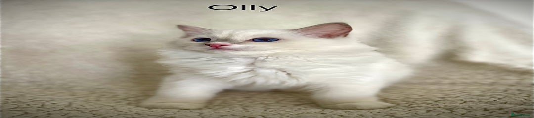 Olly - reserved