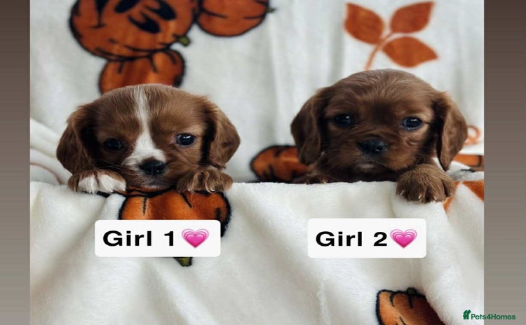 Cavalier King Charles Spaniel dogs - Advert 14