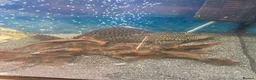 Plecos fish for sale: Pleco in Derby - Advert 3