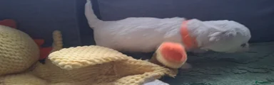 Bichon Frise 3