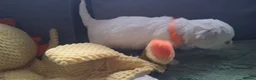 Bichon Frise dogs for sale: Dogs for sale  - Advert 10
